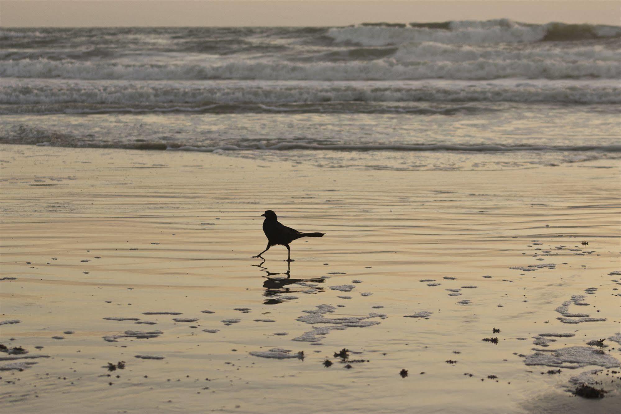 Makai Beach Lodge Ormond Beach Buitenkant foto